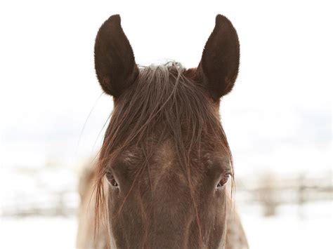 fun facts  equine vision  horse farm