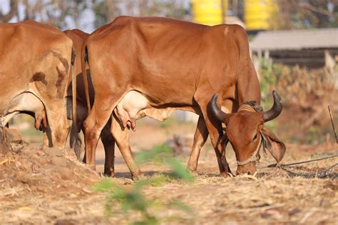 Cow Cattle Bull - Free photo on Pixabay - Pixabay