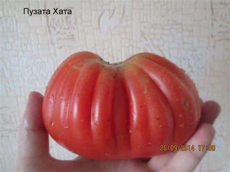 Томат Пузата хата - описание сорта, отзывы, фото