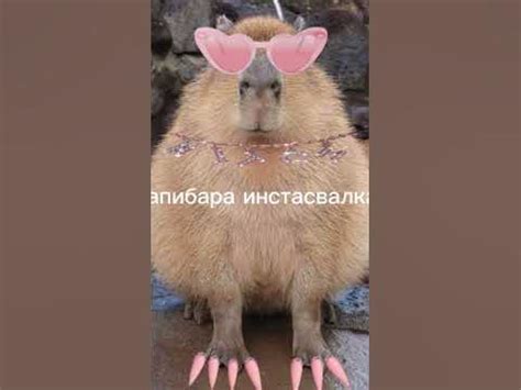 Виды капибар - YouTube