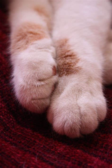 Пушистые лапки кота - картинки и фото koshka.top