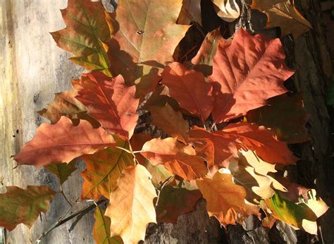 Edit free photo of Oak,oak leaves,red,leaves,autumn - needpix.com