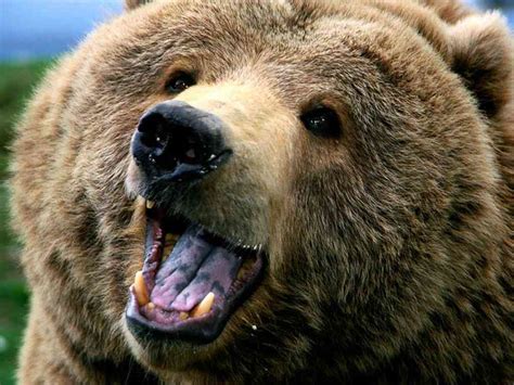 L'orso che fa il bagno nel lago | Giornalettismo