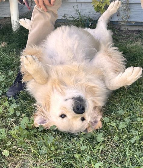 Daily - dog ate raw ground beef My golden retriever, Gus (88lbs), is a