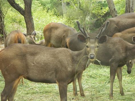 Photography: Bannerghatta National Park Safari