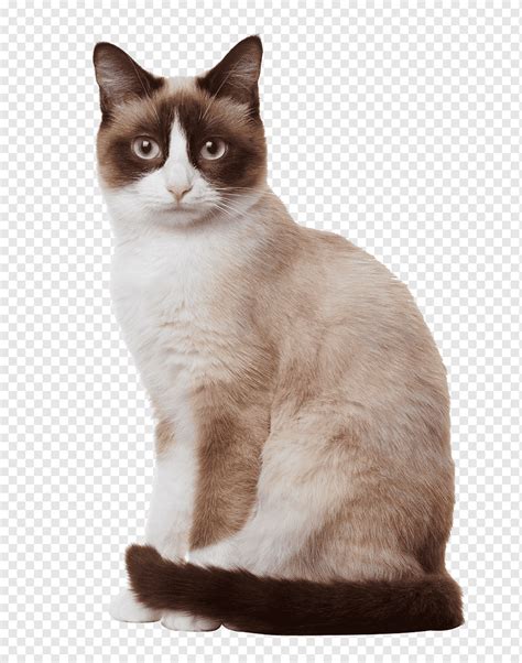 Сиамская кошка сидит, кошки, сиам, сидящий кот png | PNGWing