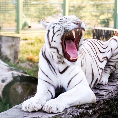 Conheça os animais albinos famosos no mundo! - QC Animais