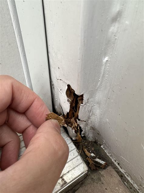 Rotting wood at bottom of exterior door frame : r/HomeMaintenance