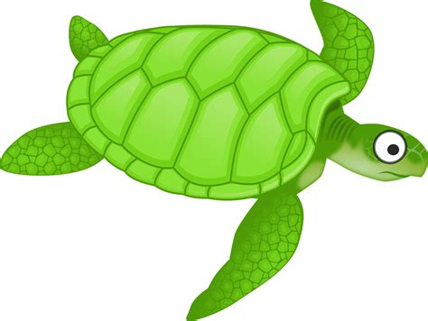 cartoon turtle turtle images pixabay