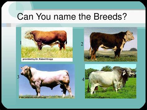 PPT - Beef Cattle Breeds PowerPoint Presentation, free download - ID:211300