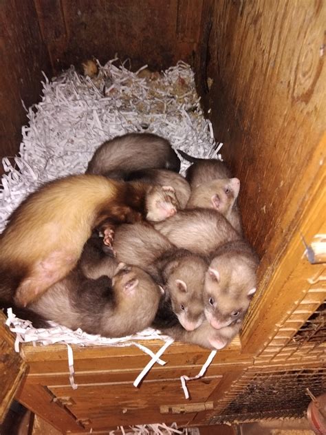 why is ferret not moving for beginners 7