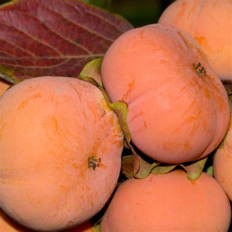 Fuyu Persimmon Tree | Plants Express