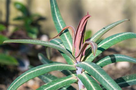 Mlječika (Euphorbia) - Plantea