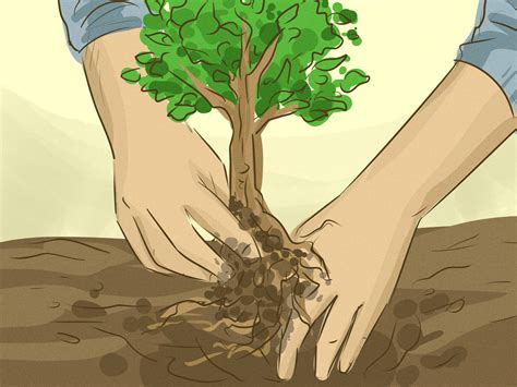Arbol De Guayacan 4