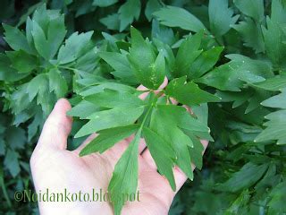 Noidankoto; Valkosipulia ja Salviaa: Liperi (Levisticum Officinale)