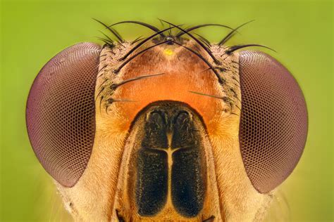How to Make a Fruit Fly Orgasm | The New Yorker