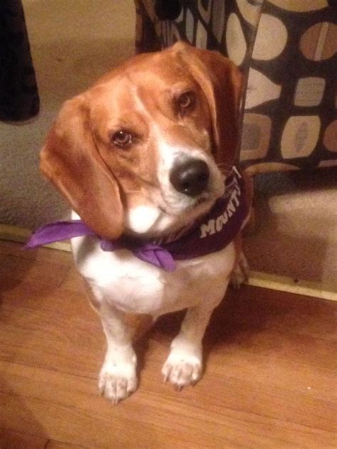 Beagles are the most easy going and loyal dog you could ever ask for. | Loyal dogs, Beagle, Dogs