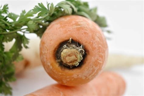 picture agriculture carrot cucumber culinary green leaves