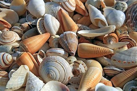 O Que Significa Concha - Concha, o que? Características, formação e tipos de concha do mar