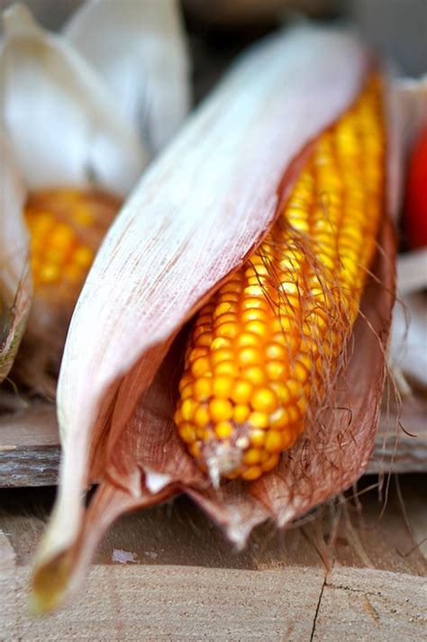 Corn Vegetable Organic - Free photo on Pixabay