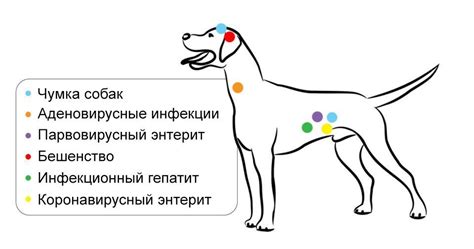 Вакцинация собак – правила, особенности, схема