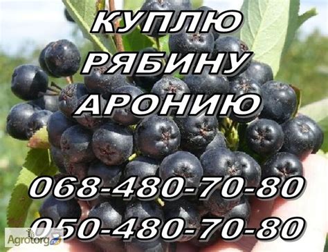 Куплю черноплодную рябину свежую, оптом, самовывоз - Харьковская обл ...