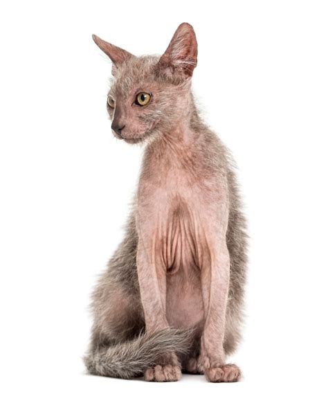 Premium Photo | Kitten lykoi cat, also called the werewolf cat
