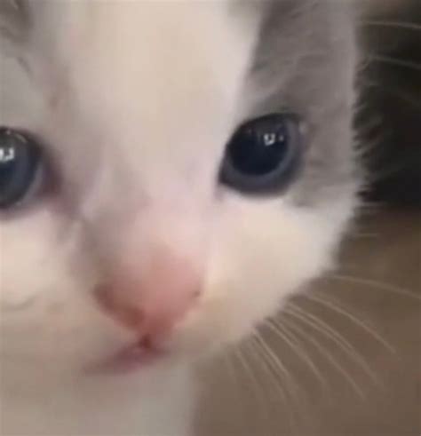 Create meme "Anatolian cat, kitties , cat " - Pictures - Meme-arsenal.com