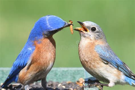 male  female mountain bluebird