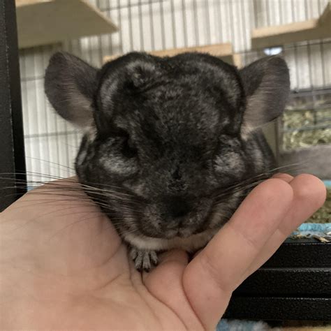 how to chinchilla stressed without vet 4