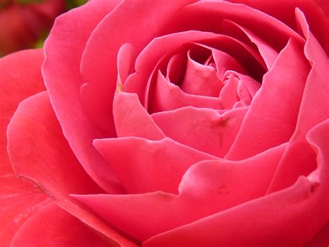 beautiful colorful red rose flower frame colorful red vrogueco
