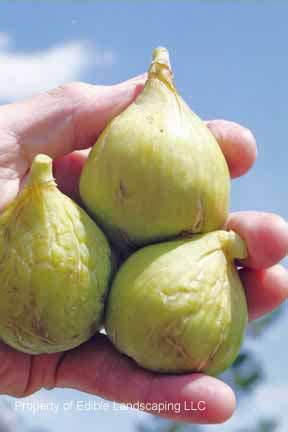 Conadria Fig – Edible Landscaping