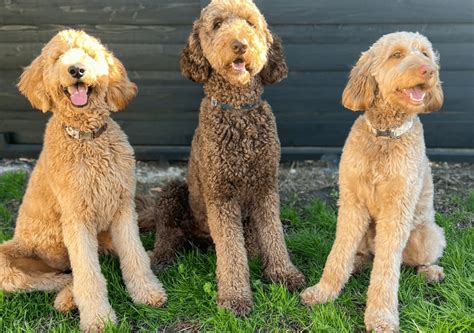 Hypoallergenic Dogs