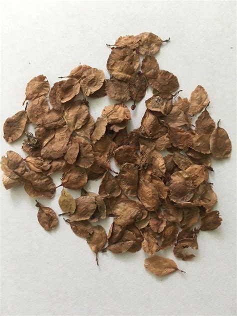50 Chinese Elm Tree Seeds (Ulmus Parvifolia) Seeds