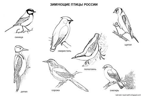 Перелетные Птицы Картинки Для Детей Раскраски