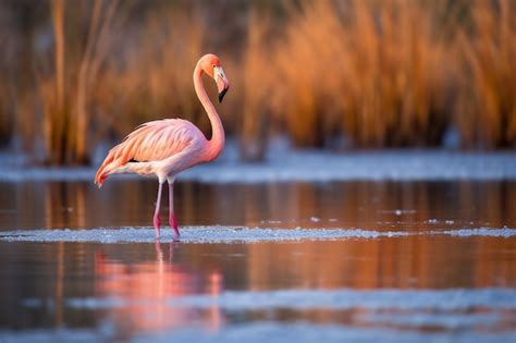 Free AI Image | Beautiful flamingo in lake