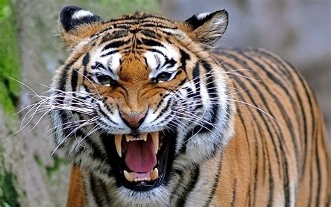 Tesoro Salvaje: Tigre de Bengala