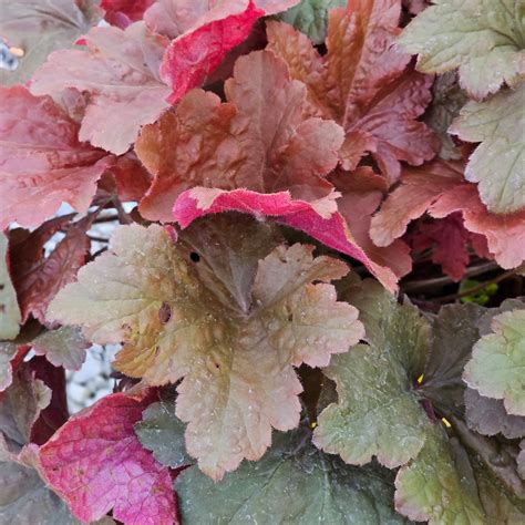 Heuchera 'Bloody Dinosaur' | Greenmall