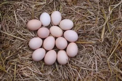 Poultry Eggs at Rs 6/piece | Poultry Eggs in Deori | ID: 2850971786055