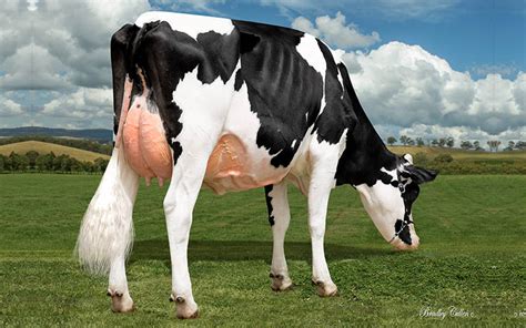 Holstein Dişi | Anadolu Hayvancılık