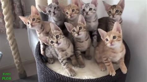 смешные котики - YouTube