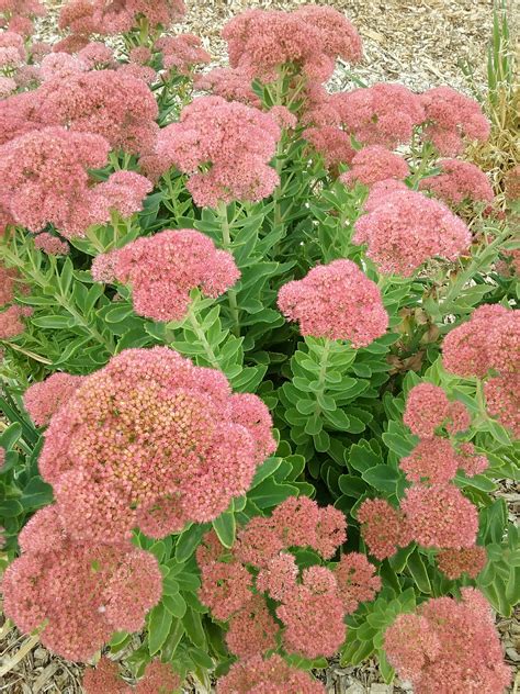 Sedum Flower - HooDoo Wallpaper