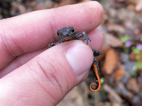 Тритон Карелина (Triturus karelinii) Баговская, Краснодарский край ...