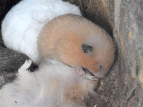 Mesocricetus auratus / Golden hamster in Termez Zoo