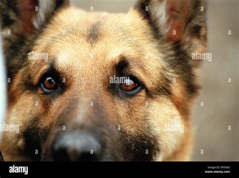 A German Shephard, close-up, Sweden Stock Photo - Alamy