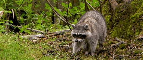 The masked bandit of endangered species - The Wildlife Society