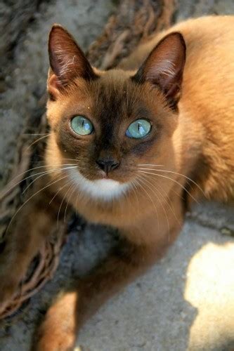 19 Unusual Cat Markings in Photos - Happy #NationalCatDay