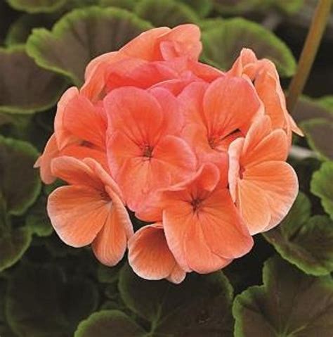 Geranium Seeds | Spring Seeds | Geranium Bullseye – trailingpetunia.com