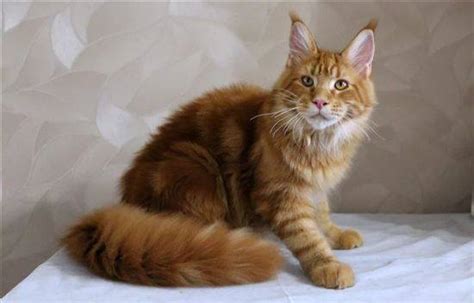 Рыжий Мейкун Кошка Фото