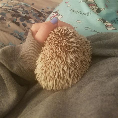 what happens if hedgehog sick fast 8